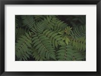 Framed Leafy VI