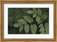 Framed Leafy II