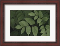 Framed Leafy II