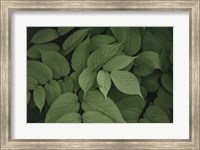 Framed Leafy I