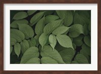 Framed Leafy I