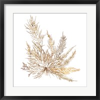 Framed Pacific Sea Mosses XII White Sq