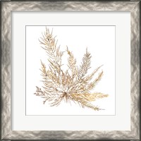 Framed 'Pacific Sea Mosses XII White Sq' border=