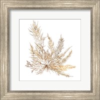Framed Pacific Sea Mosses XII White Sq