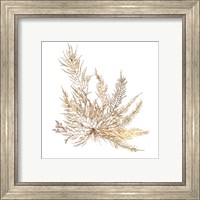 Framed 'Pacific Sea Mosses XII White Sq' border=
