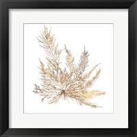 Framed 'Pacific Sea Mosses XII White Sq' border=