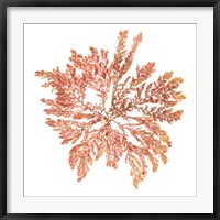 Framed Pacific Sea Mosses IV White Sq