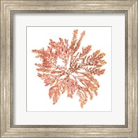 Framed Pacific Sea Mosses IV White Sq