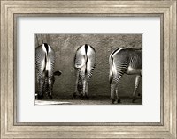 Framed Zebra Butts