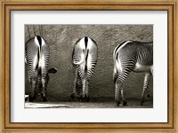 Framed Zebra Butts