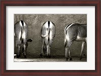 Framed Zebra Butts