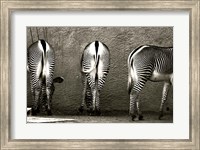 Framed Zebra Butts