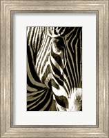 Framed Zebra Head