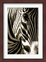 Framed Zebra Head