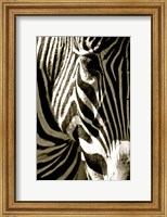 Framed Zebra Head