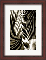 Framed Zebra Head