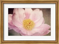 Framed Peony in the Park