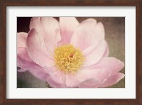 Framed Peony in the Park