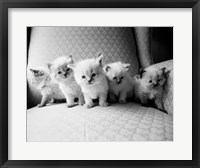 Framed Five Kittens