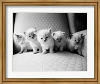 Framed Five Kittens