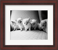 Framed Five Kittens