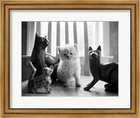 Framed Ragdoll Kitten