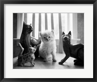 Framed Ragdoll Kitten