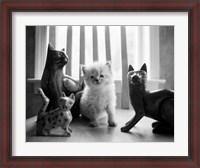 Framed Ragdoll Kitten