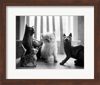 Framed Ragdoll Kitten