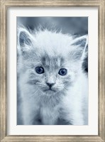Framed Blue Kitty