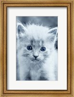 Framed Blue Kitty