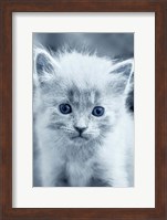 Framed Blue Kitty