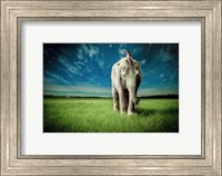 Framed Elephant Carry Me