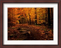 Framed Autumn Path