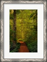 Framed Fairytale Path
