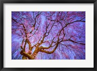 Framed Weeping Cherry