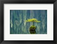 Framed Fairy Lake Bonsai