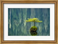 Framed Fairy Lake Bonsai