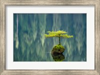 Framed Fairy Lake Bonsai