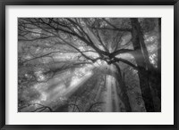 Framed Forest Fog