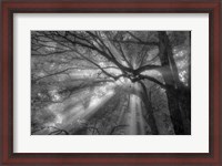 Framed Forest Fog