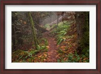 Framed Forest Stroll