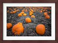 Framed Sea of Pumpkins