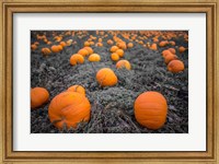 Framed Sea of Pumpkins