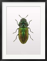 Framed Beetle 1