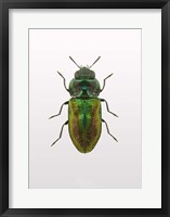 Framed Beetle 1