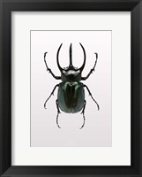 Framed Beetle 2