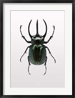 Framed Beetle 2