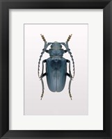 Framed Beetle 3