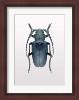 Framed Beetle 3